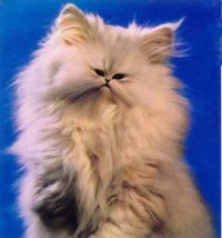 Кошка Валентины, 28 июня 1983, Саратов, id43000872